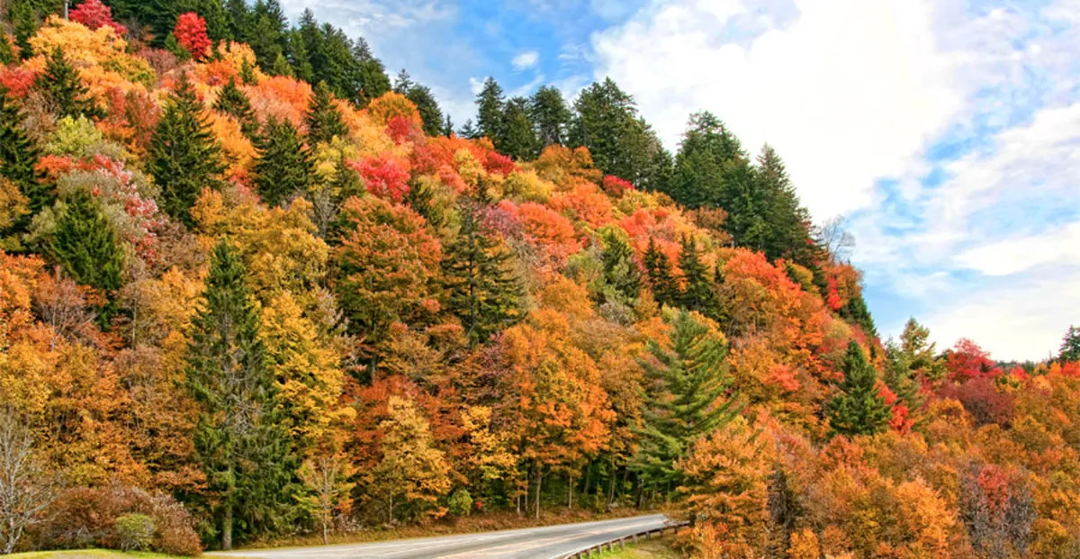 A winding mountain road bordered by vibrant fall foliage leads the viewer's eye toward distant blue mountains under a clear sky. The road hints at both the journey and the scenic drives available in the area, while the vivid colors showcase the beauty of the changing seasons.